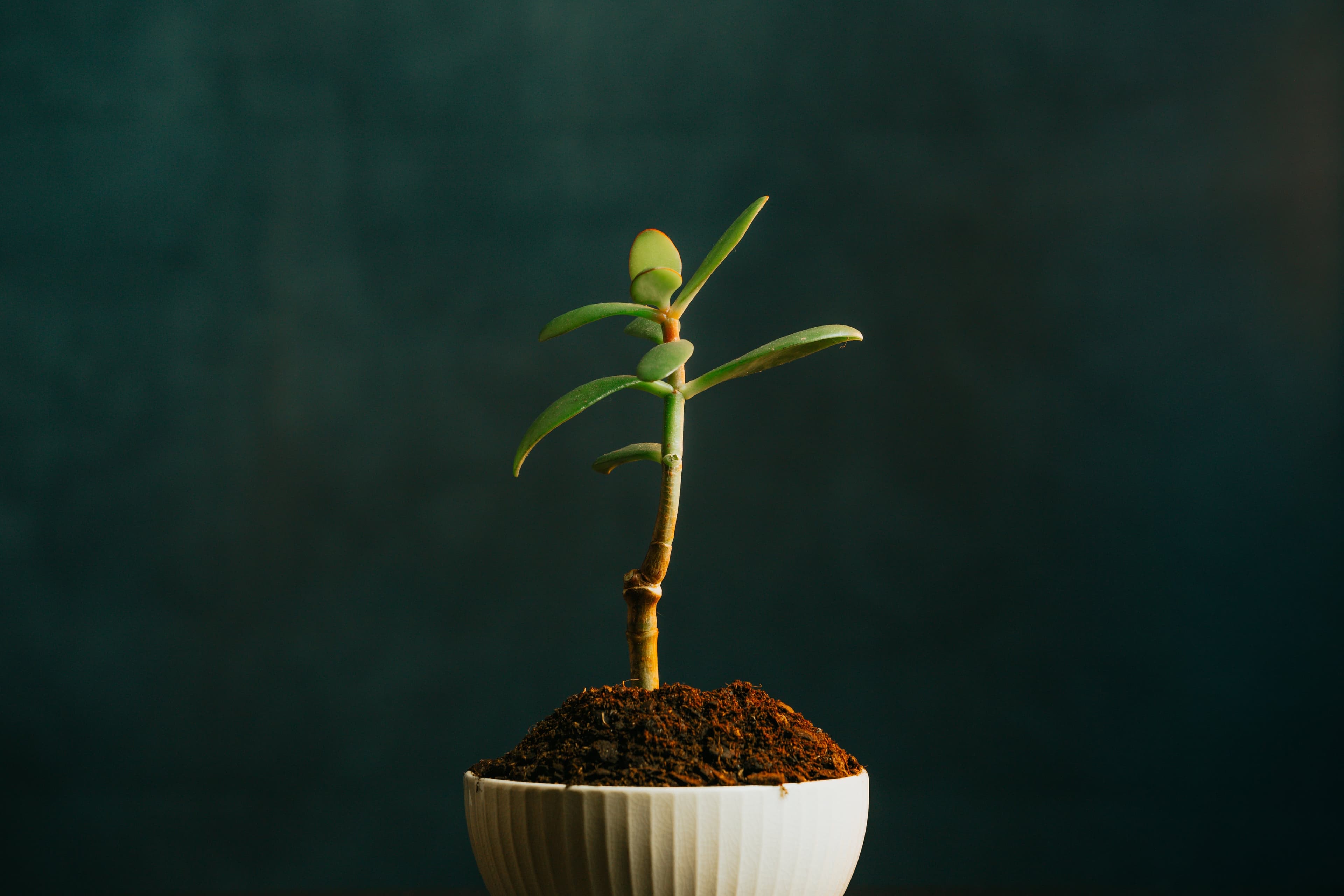 A green potted plant — symbolic of slow, intentional growth